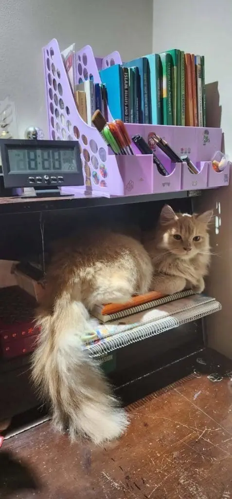 Image #1 from Shammi Akter